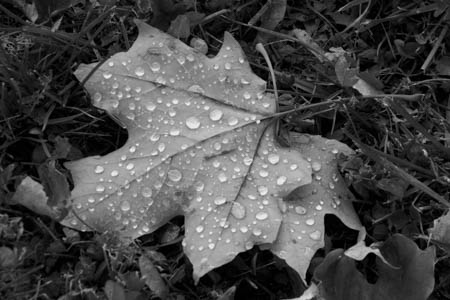 Dewy Leaf by Katy Brown
